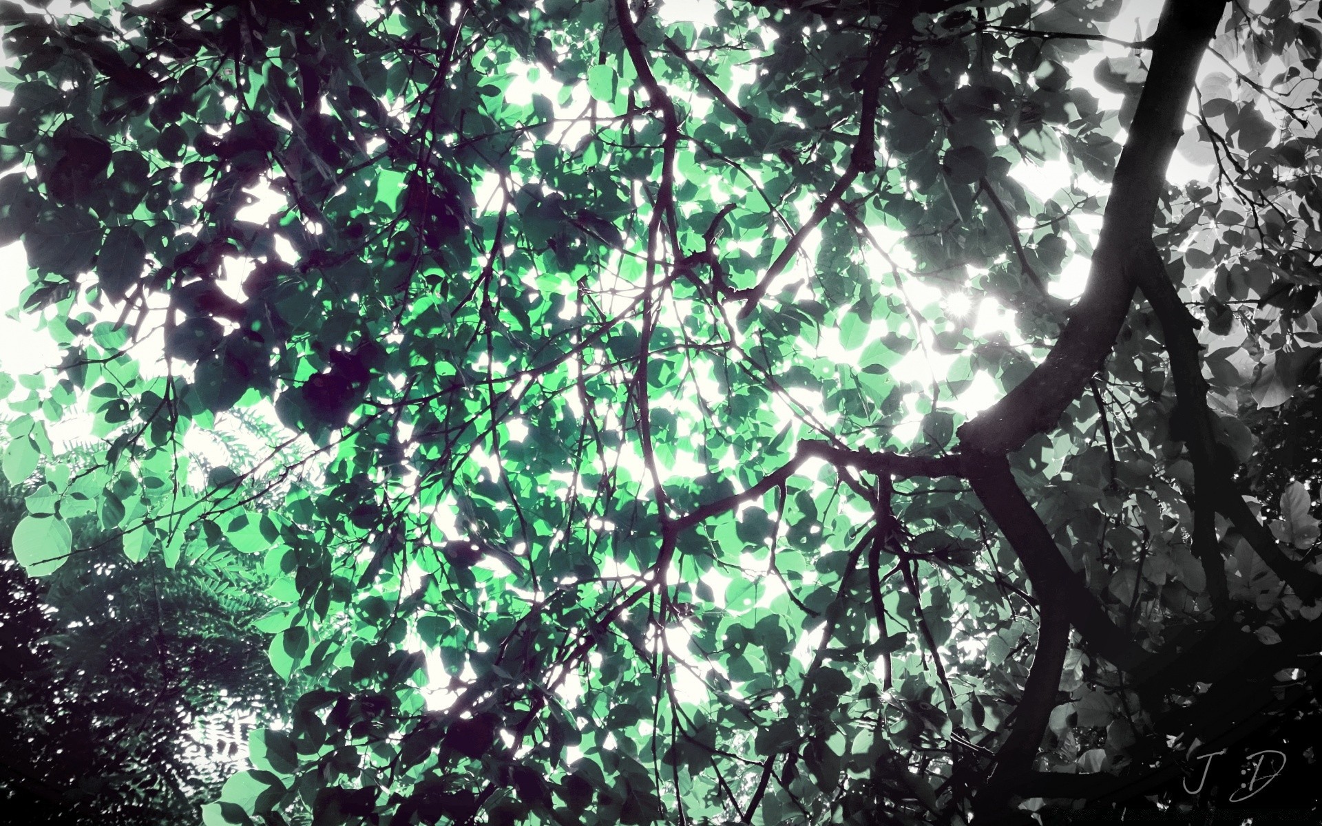 créativité feuille arbre nature bois croissance branche flore à l extérieur environnement beau temps été bureau soleil saison