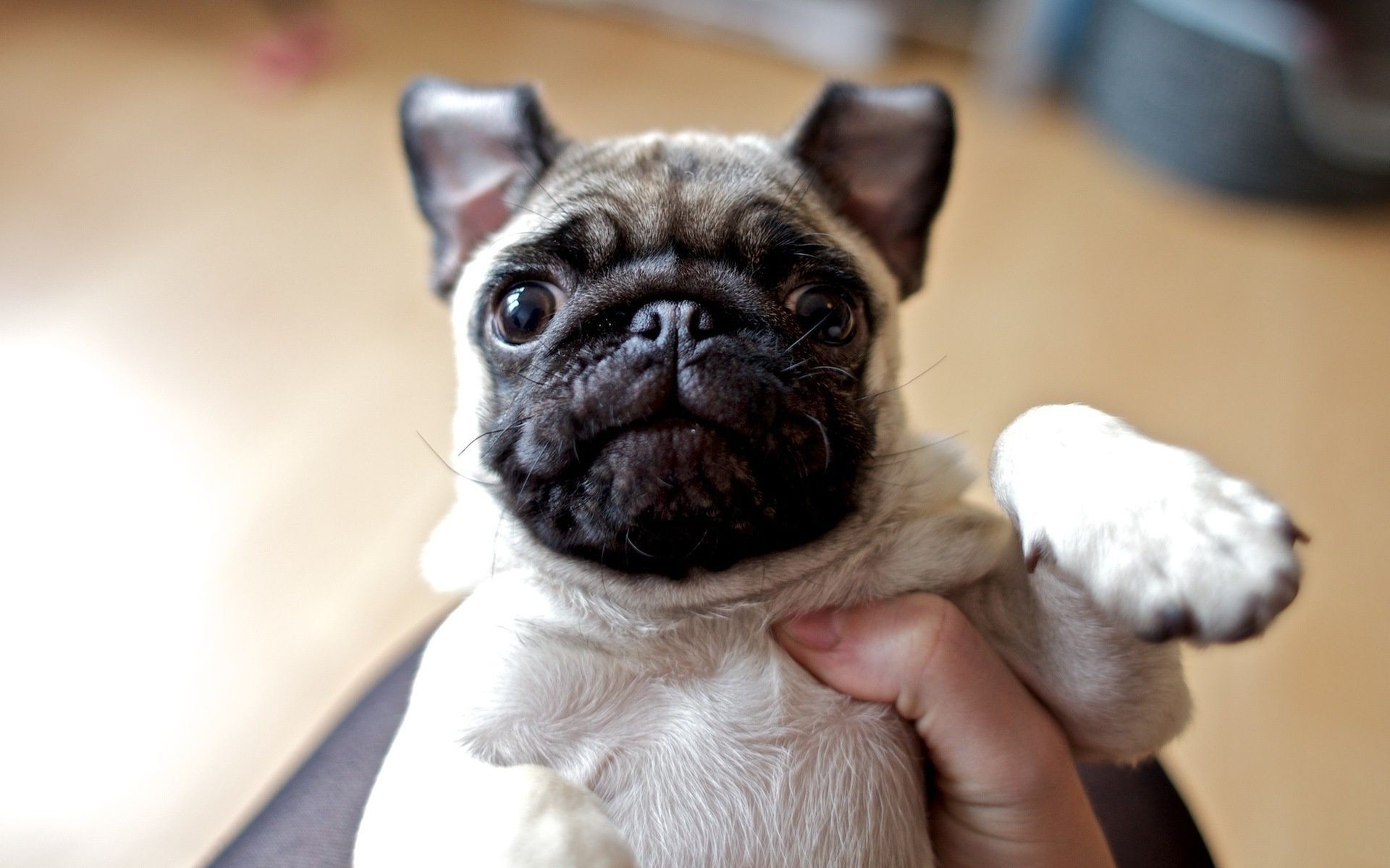 cani cane carino animale domestico ritratto cucciolo animale domestico piccolo divertente canino adorabile mammifero giovane sedersi guardare moska