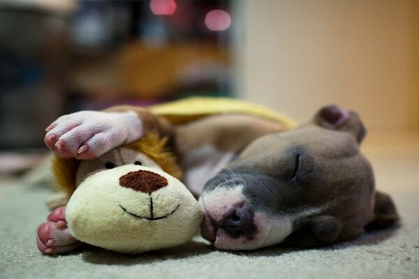 Petit chiot endormi avec jouet