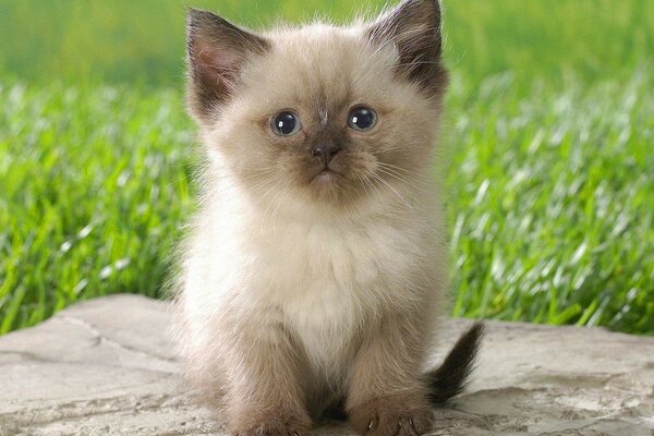 Cute kitten and green grass