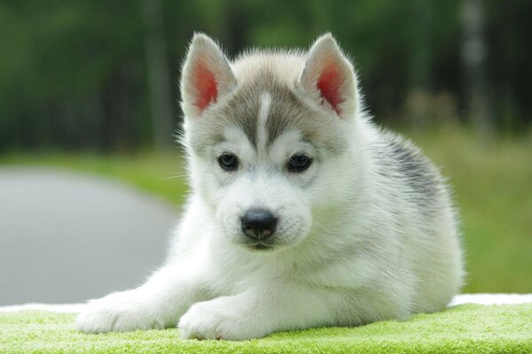 Lindo cachorro. Perro en la naturaleza