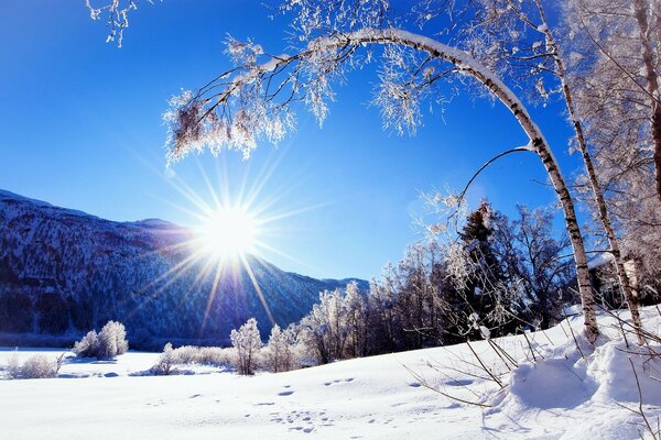Doğa Kış Güneşi Dağ Ağacı Kar