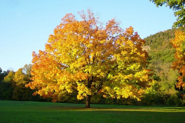 Árbol de otoño con hojas de diferentes tonos