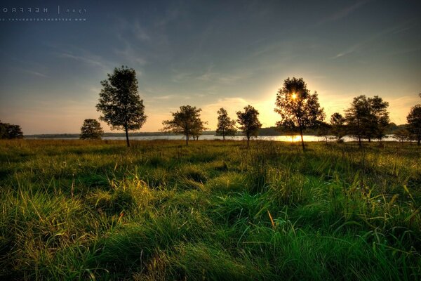 Waldlandschaft im Morgengrauen