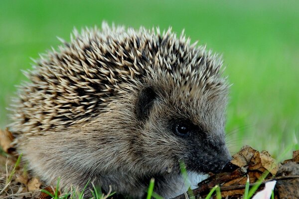 I m a hedgehog, a hedgehog. prickly so what