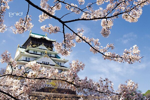 Sakura w świcie Japonia Dom