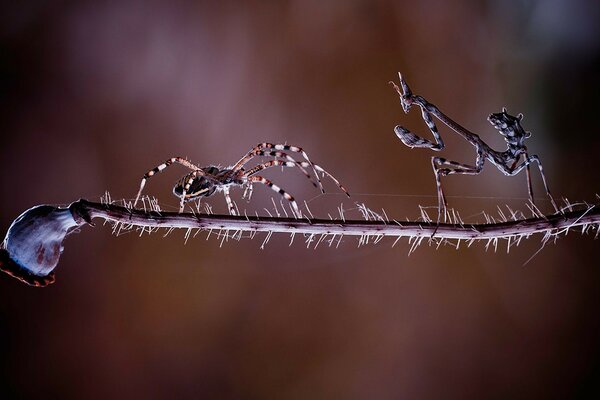 Eine Spinne webt ein Spinnennetz. Spinnenmikroaufnahmen