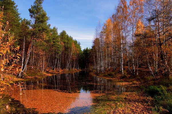 Herbstwald spiegelt sich im Bach wider