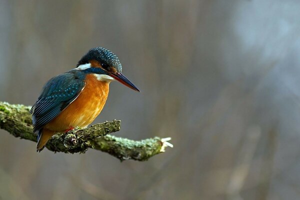 The bird loves to fly and sit on a branch