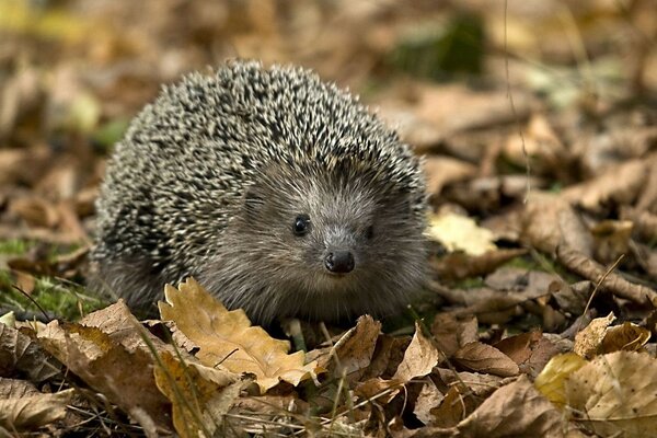 Ein Igel grabt in der Natur im Laub