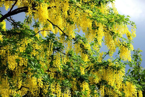 Flores amarillas en el árbol