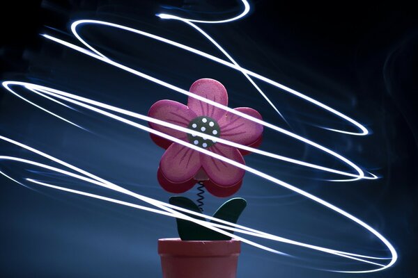 Creative for the desktop, a flower in a pot