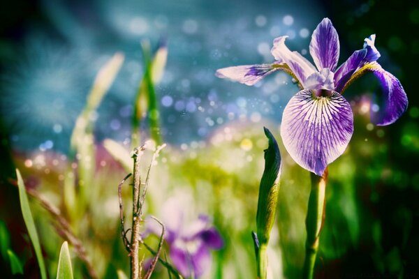 Schöne Blume am Sommermorgen