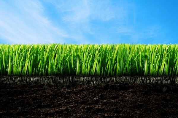 Tall grass. Blue sky