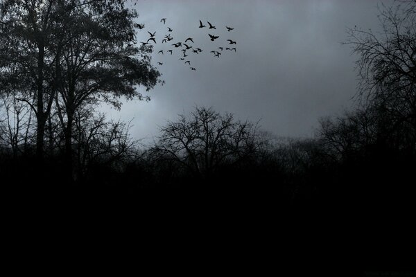 Paysage brumeux, troupeau d oiseaux hurlants