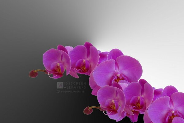 Orchidées créatives de couleur pourpre