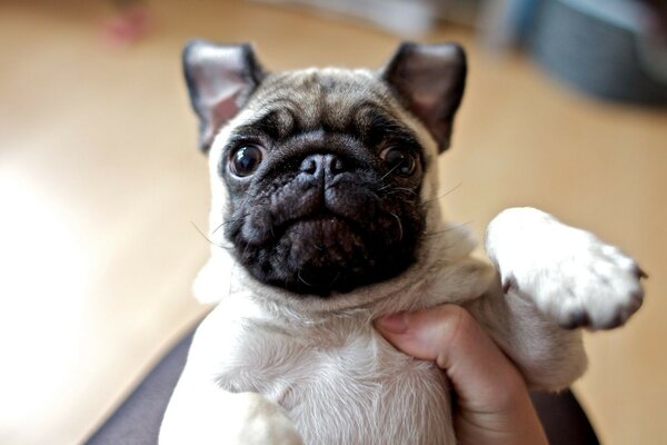 A French bulldog puppy stares loyally