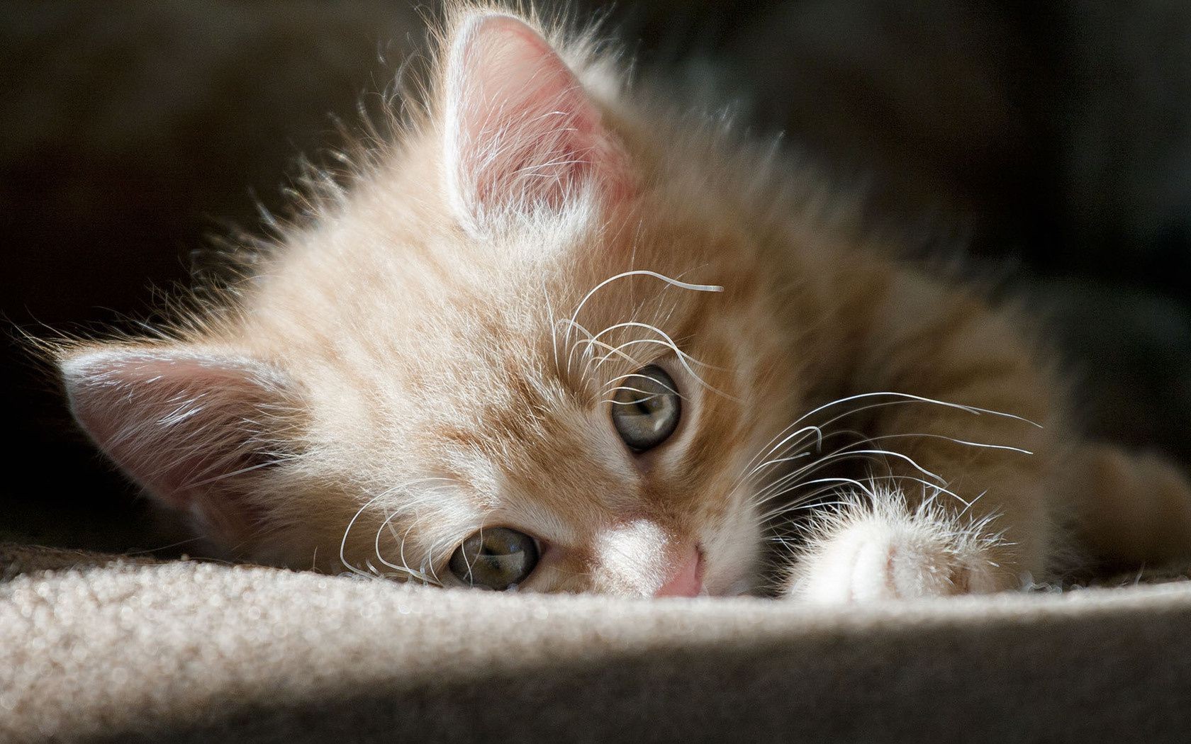 kediler kedi yavru kedi evde beslenen hayvan hayvan sevimli uyku portre çocuk memeli göz yerli kürk küçük genç uykulu burun bıyık sevimli pençe tüylü