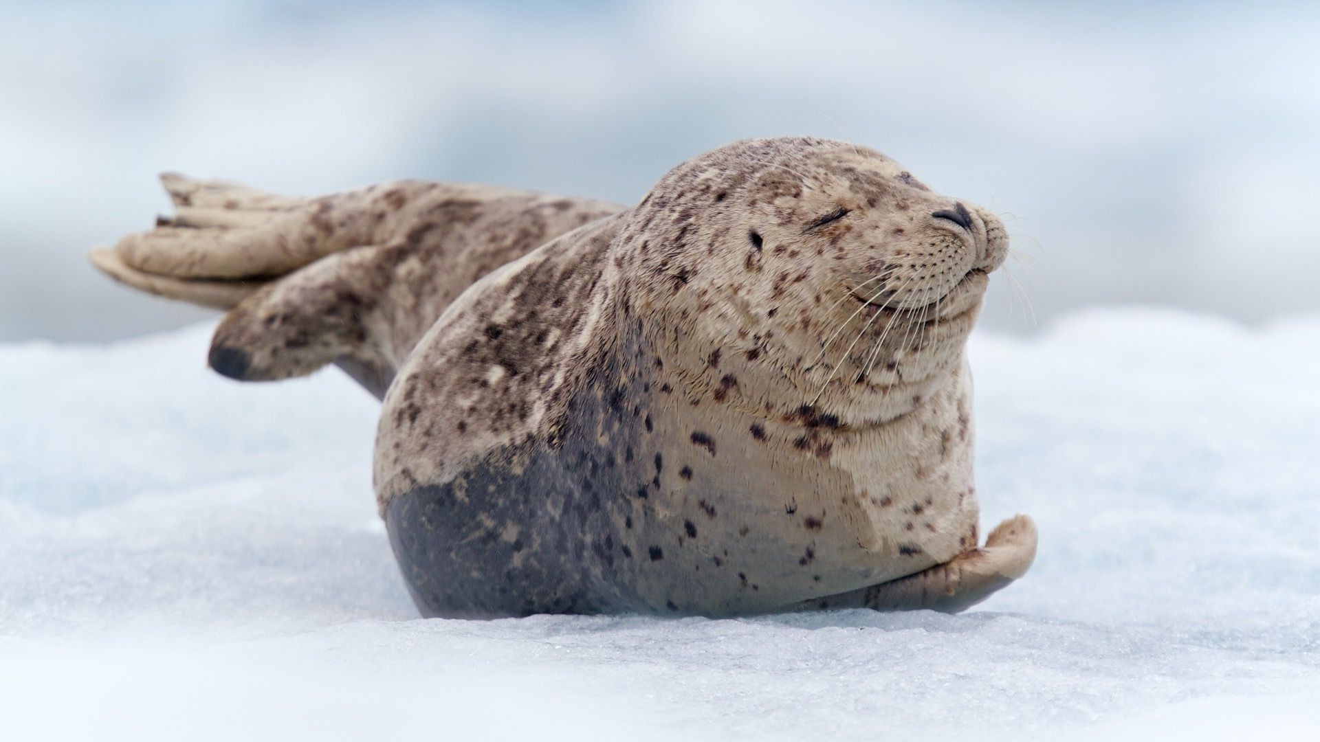 tiere schnee winter natur kälte frostig tierwelt ozean strand meer eis meer tier im freien wild marine