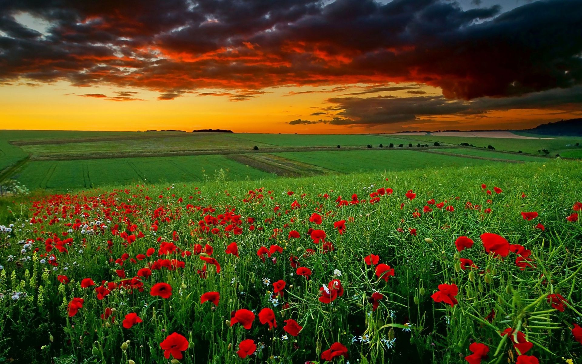 champs prairies et vallées champ fleur rural foin poppy nature paysage herbe ferme flore campagne agriculture été pays croissance saison couleur lumineux lumineux