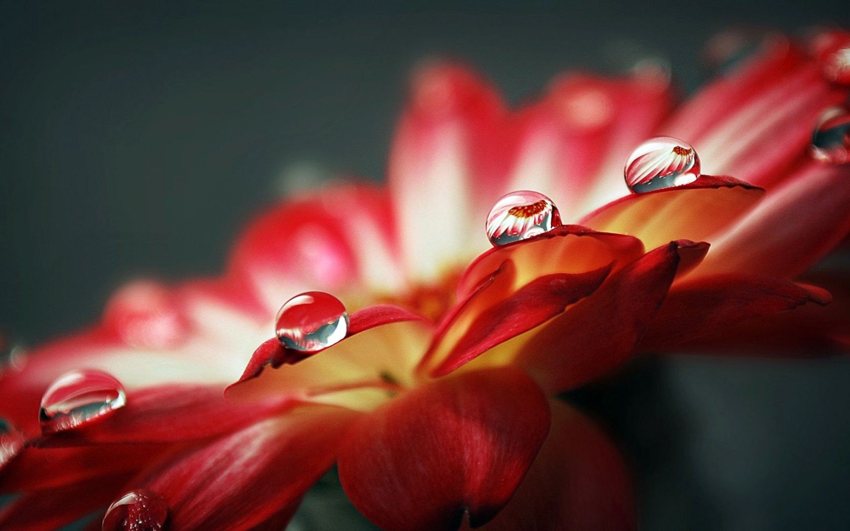 closeup nature flower garden flora summer leaf color