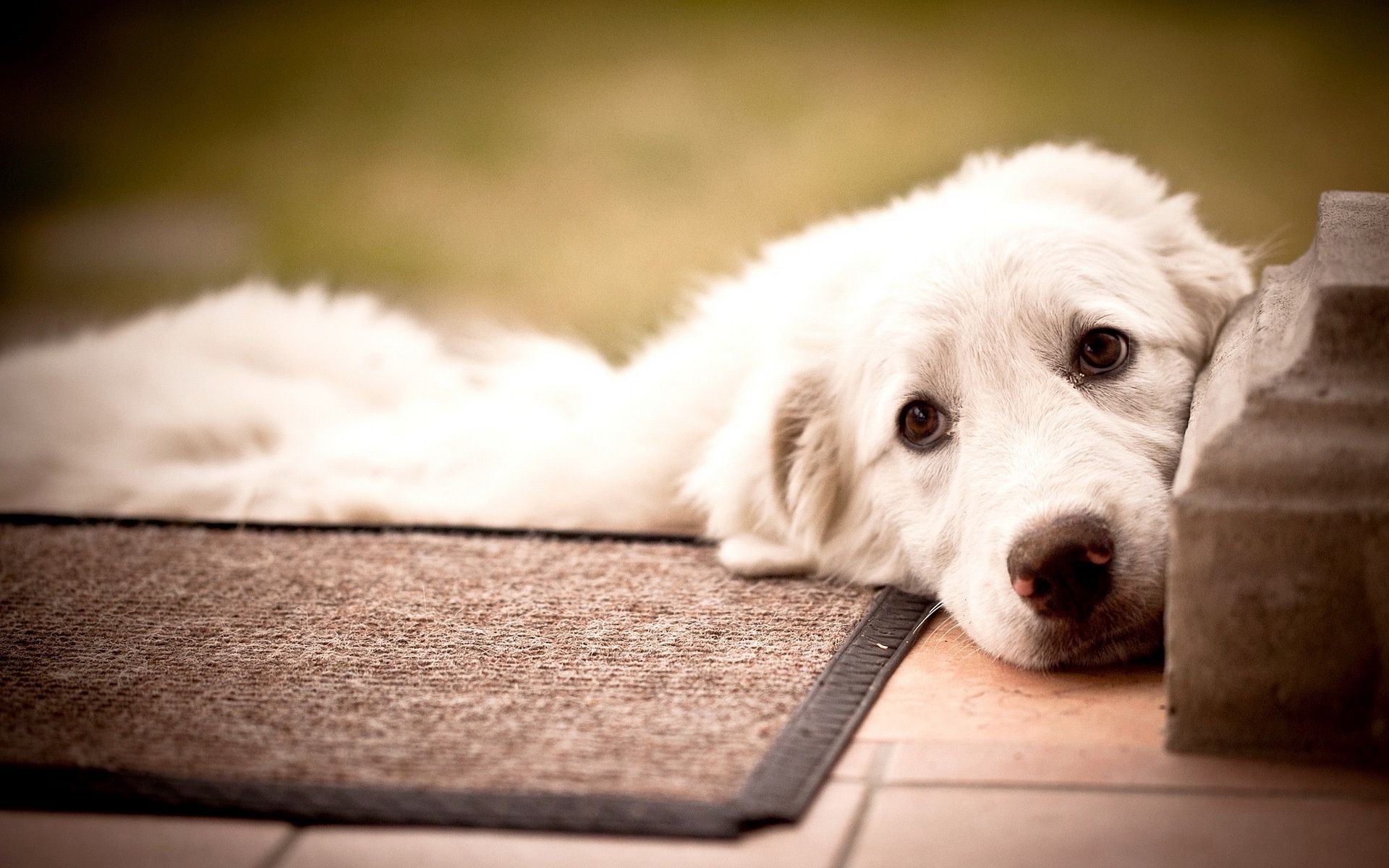 chien chien mignon portrait animal animal chiot cynologue mammifère domestique drôle un studio peu