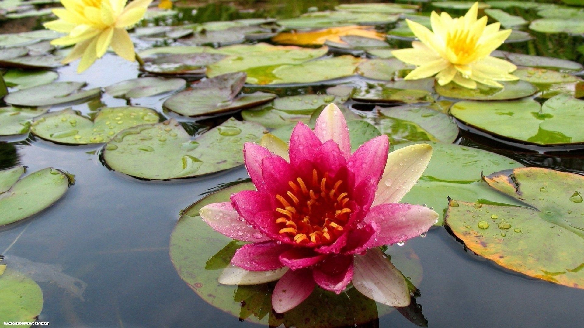 flowers in water lotus pool lily flower waterlily leaf aquatic swimming meditation zen blooming flora nature petal nelumbo beautiful exotic summer garden floral