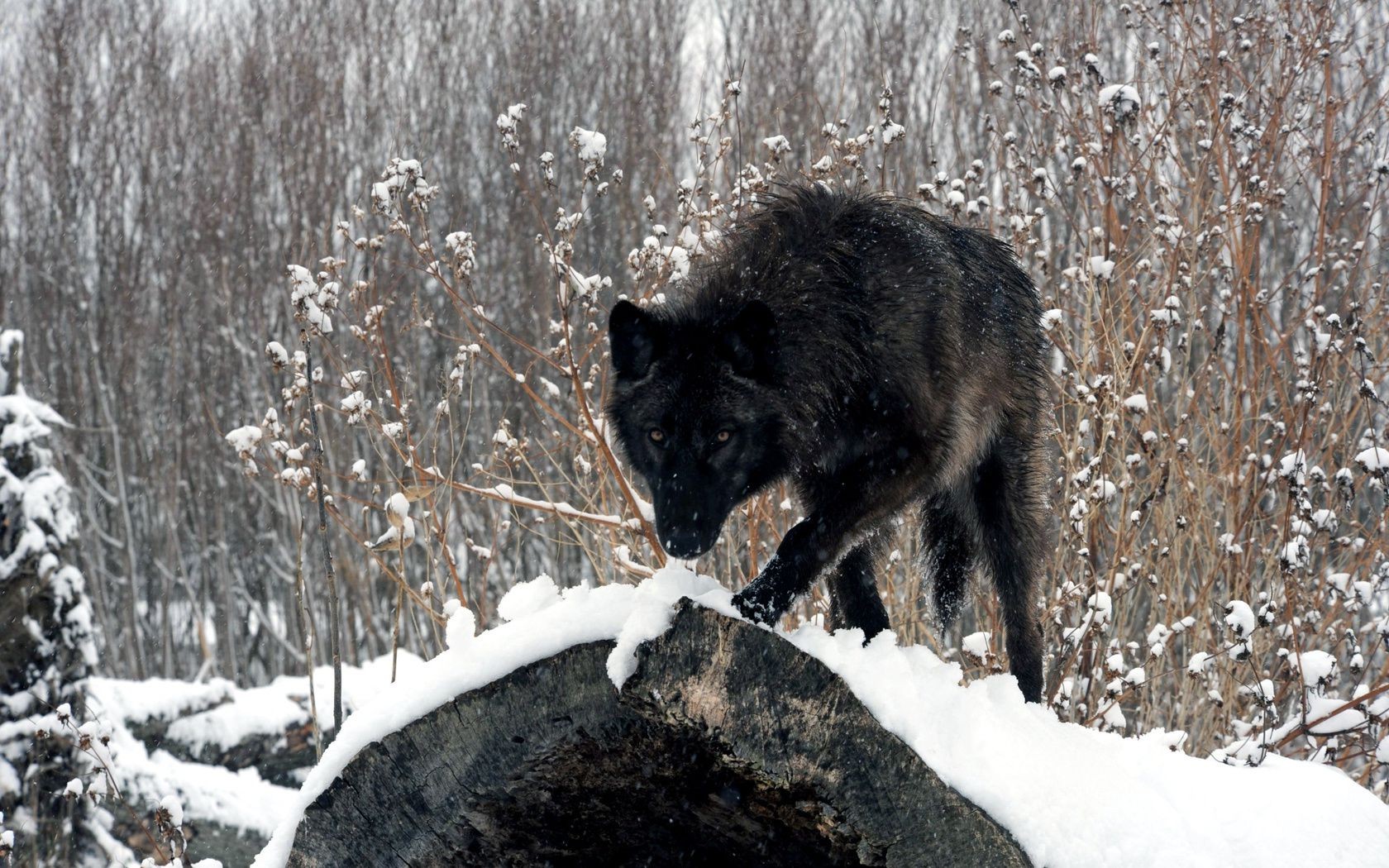 animaux neige hiver bois nature givré froid gel mammifère arbre à l extérieur congelés la faune saison sauvage animal glace