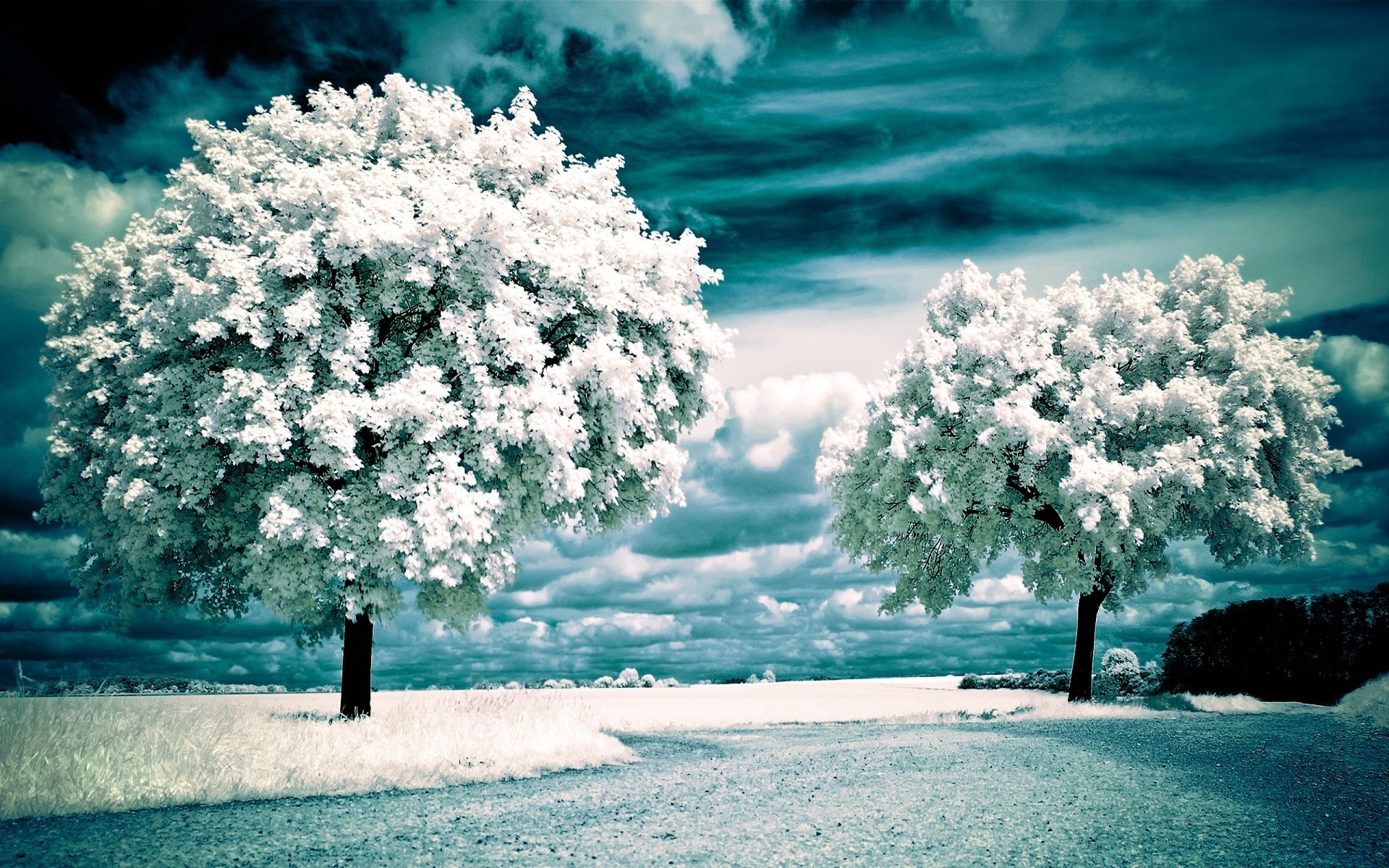 creativo nieve invierno escarcha árbol frío infrarrojo congelado temporada paisaje naturaleza hielo tiempo al aire libre buen tiempo madera cielo