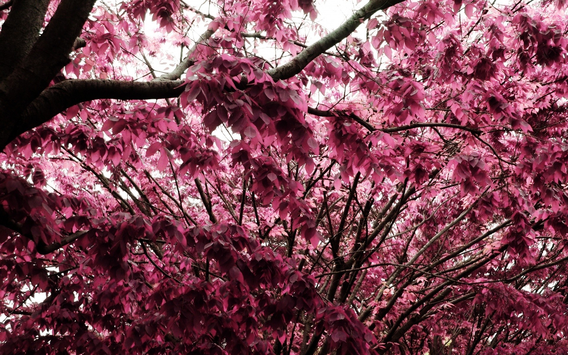 créativité arbre branche cerise saison fleur nature flore parc feuille jardin couleur printemps à l extérieur lumineux croissance gros plan bluming environnement