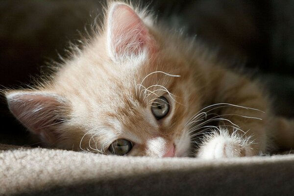 Cute kitten in the rays of light