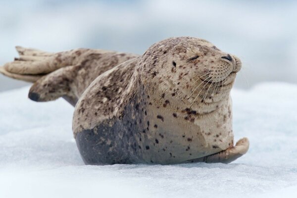 Zufriedene Robbe liegt im Schnee