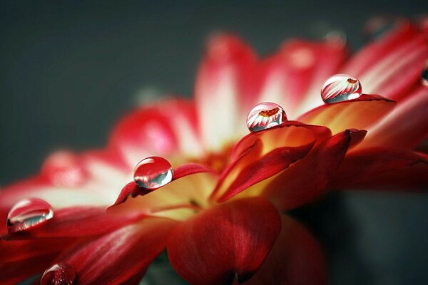 Flor delicada con gotas de agua