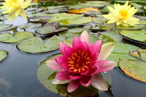 Faszinierende Seerosen und Lotusblumen auf dem Wasser