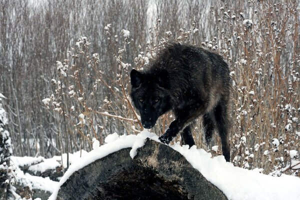 A wolf in the snow is looking for prey