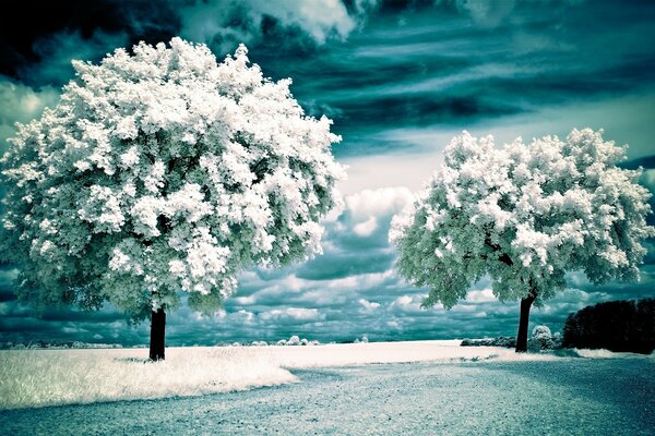 Winterlandschaft mit Bäumen