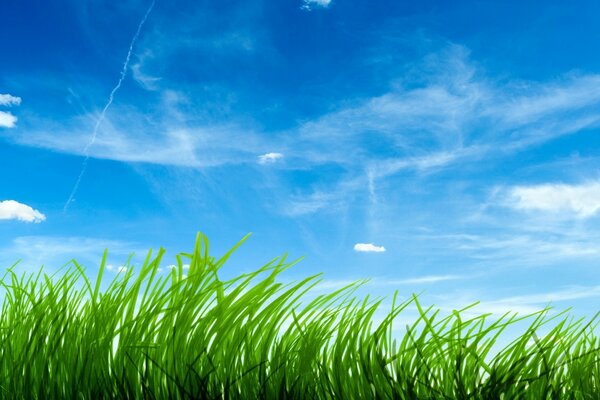 The green grass above the blue sky