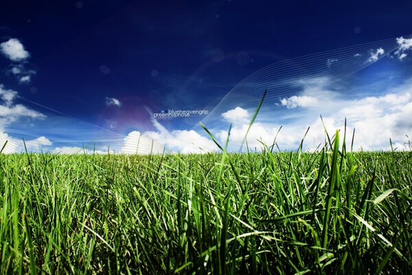 Champ avec paysage d été d herbe verte