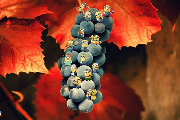 Autumn photo of leaves and grapes