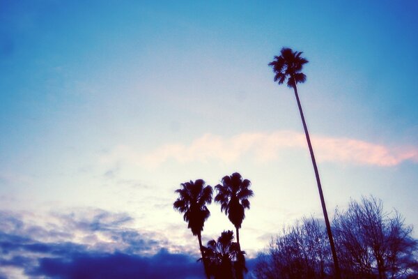 Palm trees at a beautiful sunset