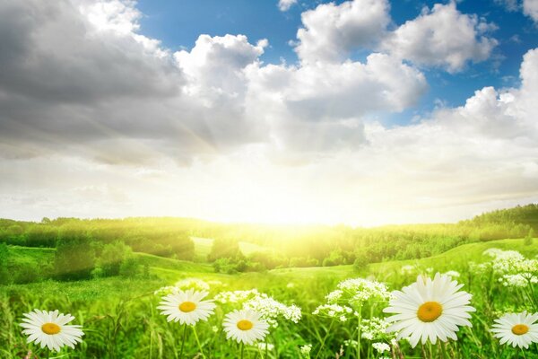 Field of daisies under a cloudy sky