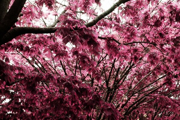 El Jardín de los cerezos en todo su esplendor