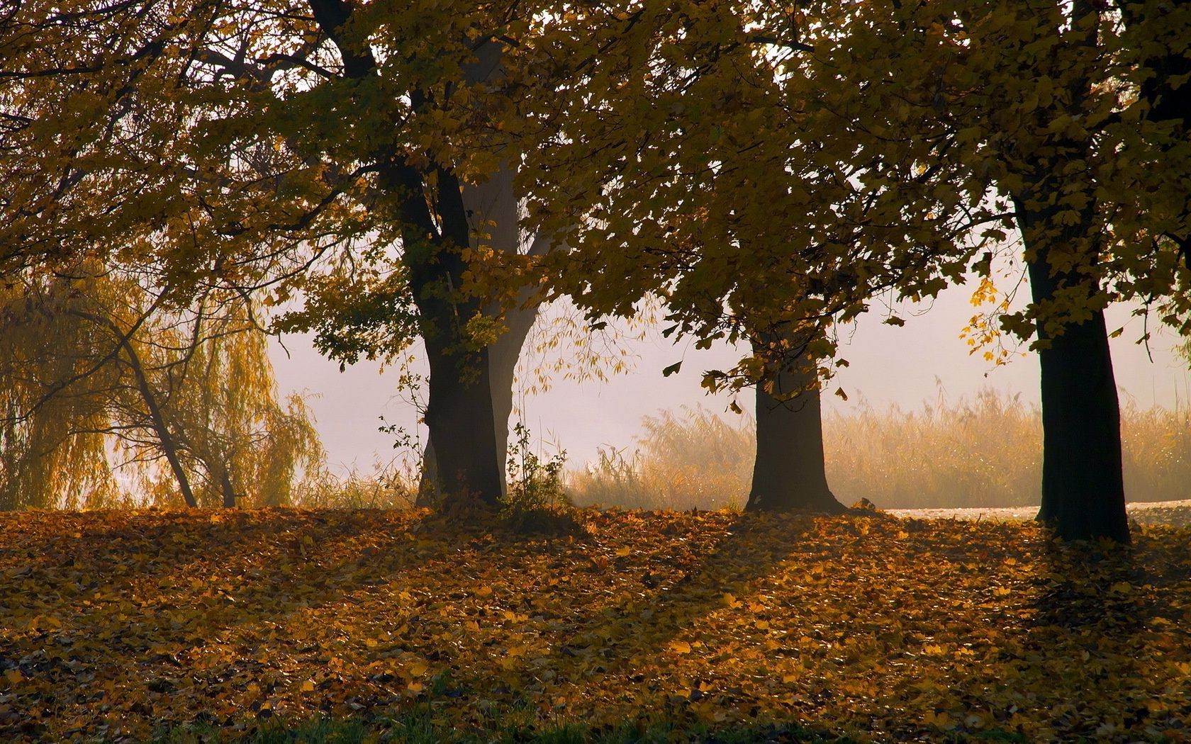 coucher du soleil et l aube automne arbre feuille bois paysage aube parc brouillard nature rétro-éclairé brouillard branche soleil beau temps à l extérieur scénique lumière lumière du jour campagne