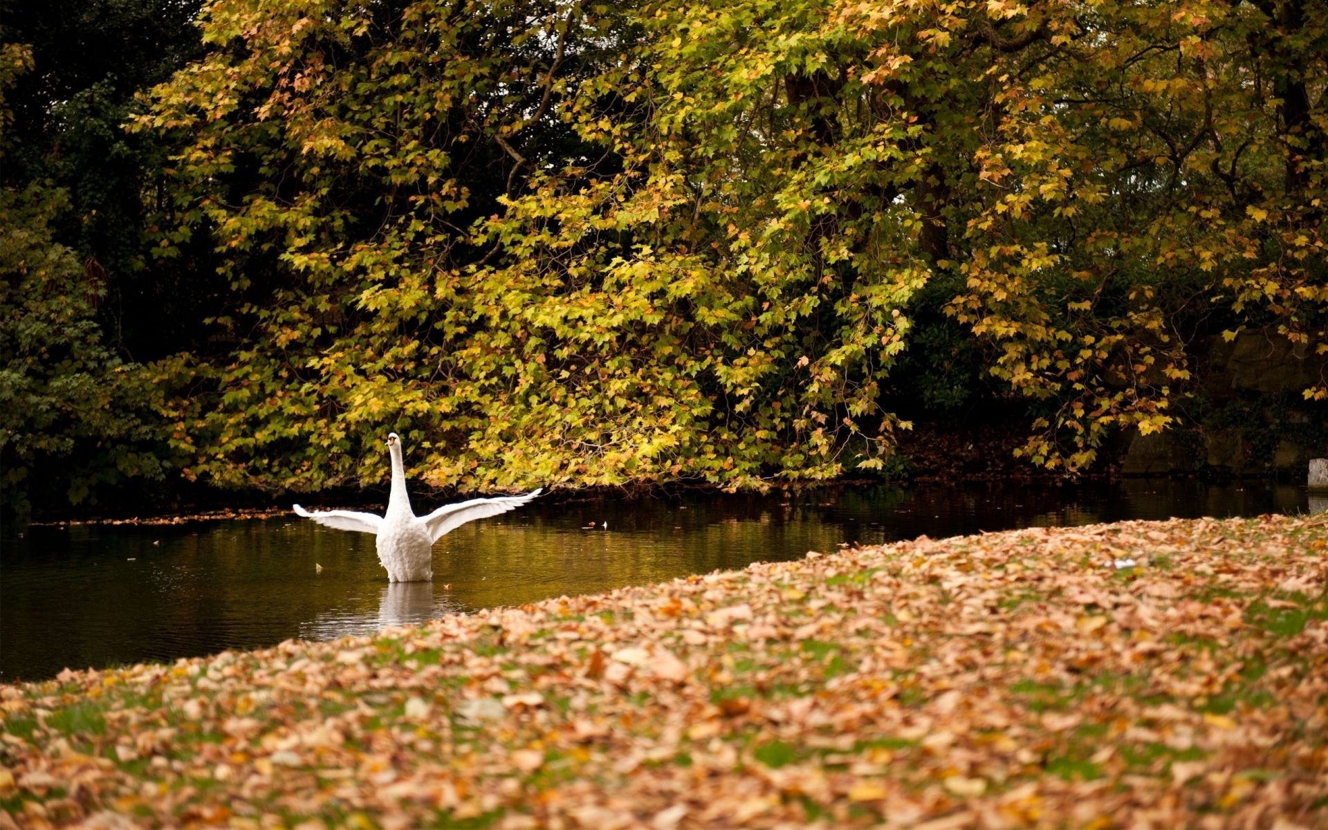 rivières étangs et ruisseaux étangs et ruisseaux automne feuille nature arbre eau à l extérieur bois parc lac saison rivière