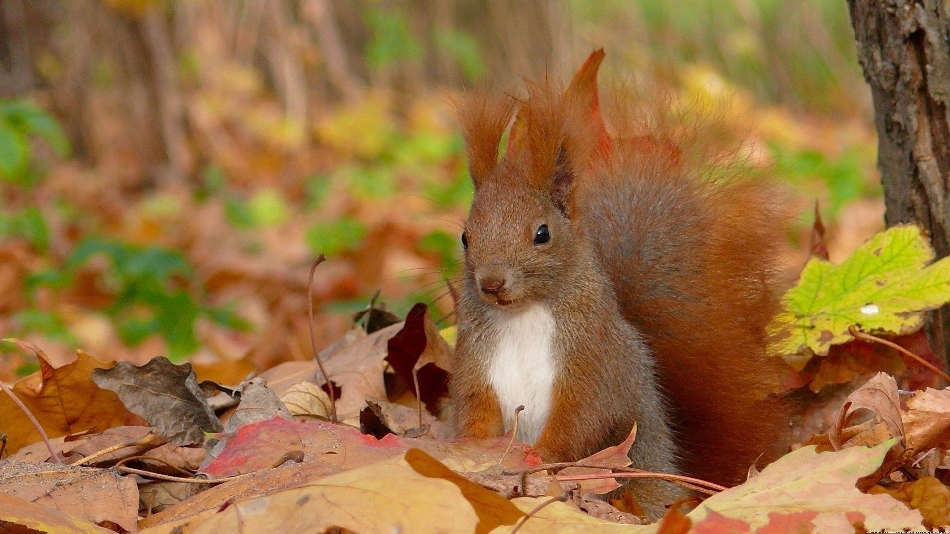 proteins fall nature squirrel mammal wood rodent wildlife cute leaf nut tree outdoors little wild