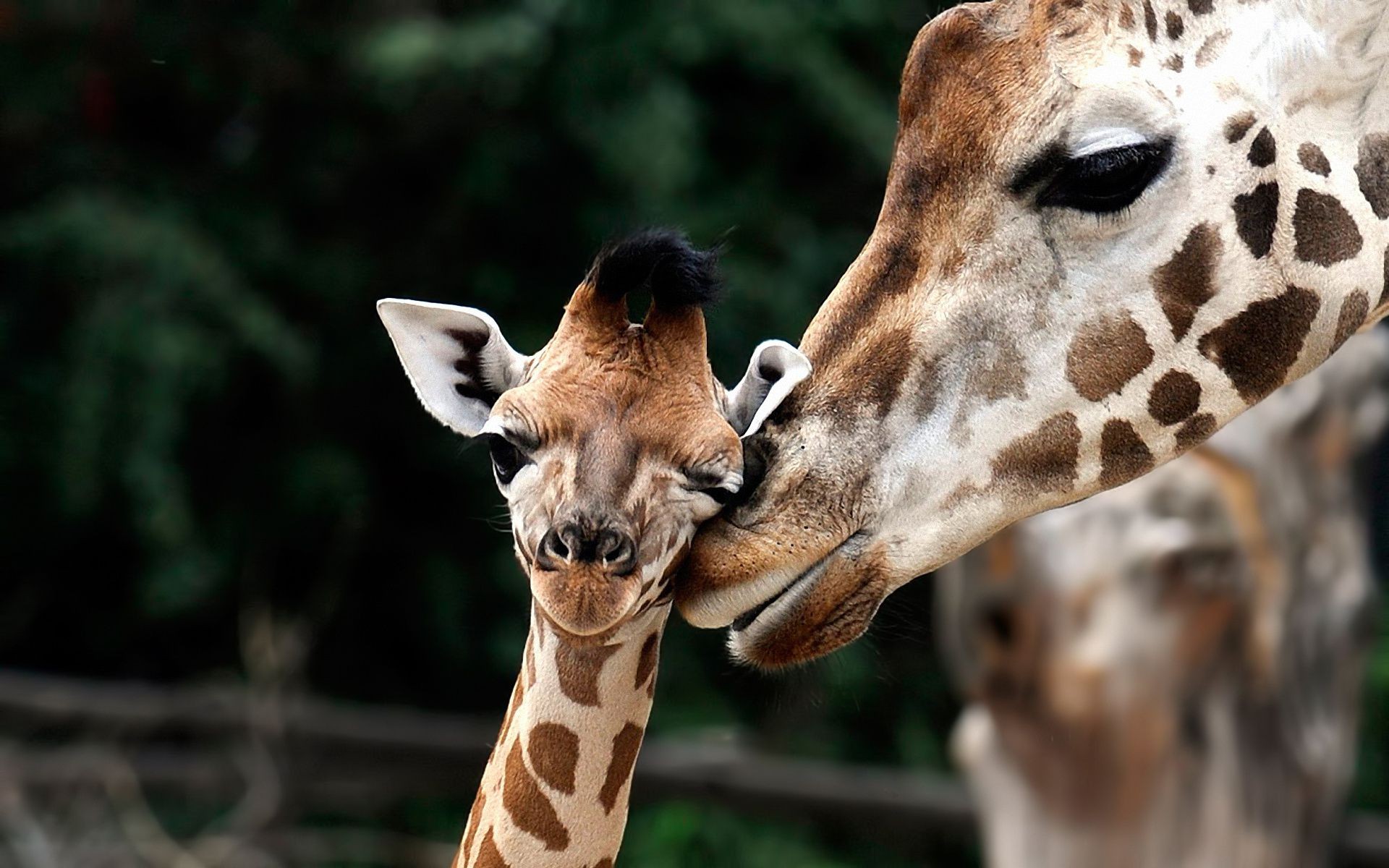 girafes girafe mammifère la faune la nature cou animal sauvage zoo tête portrait mignon long bouche parc aperçu drôlement à l extérieur