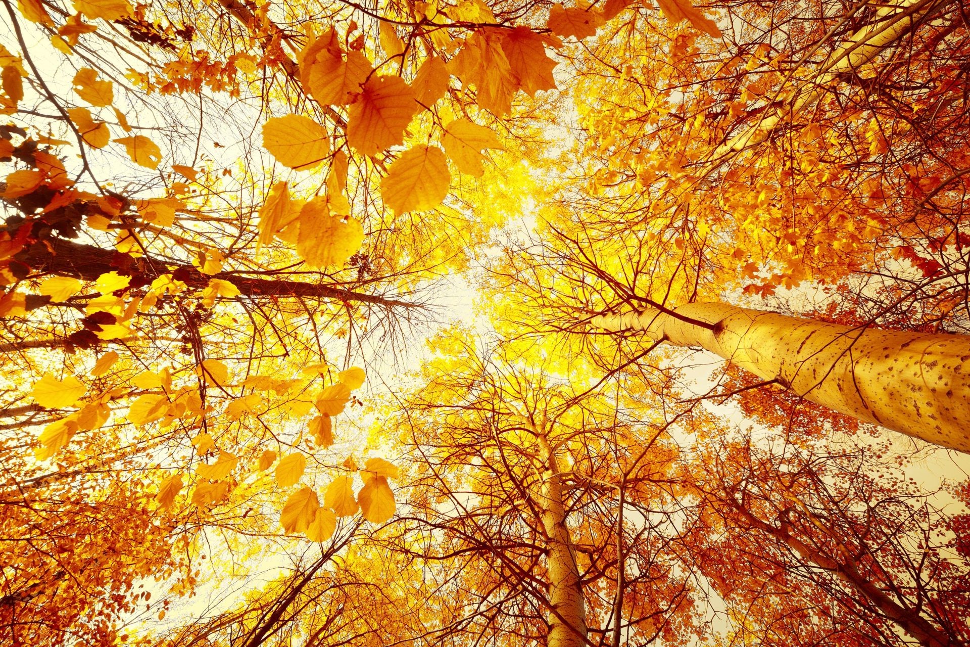 blätter herbst ahorn gold blatt saison baum natur zweig farbe holz hell desktop park