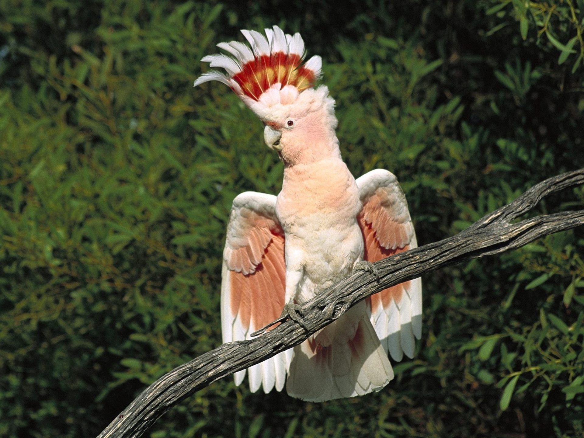 animaux oiseau perroquet plume faune nature aile unique bec