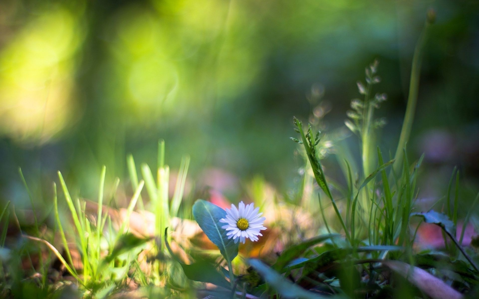 plants nature flower grass summer garden leaf flora field hayfield fair weather growth color sun bright outdoors blur season close-up dof