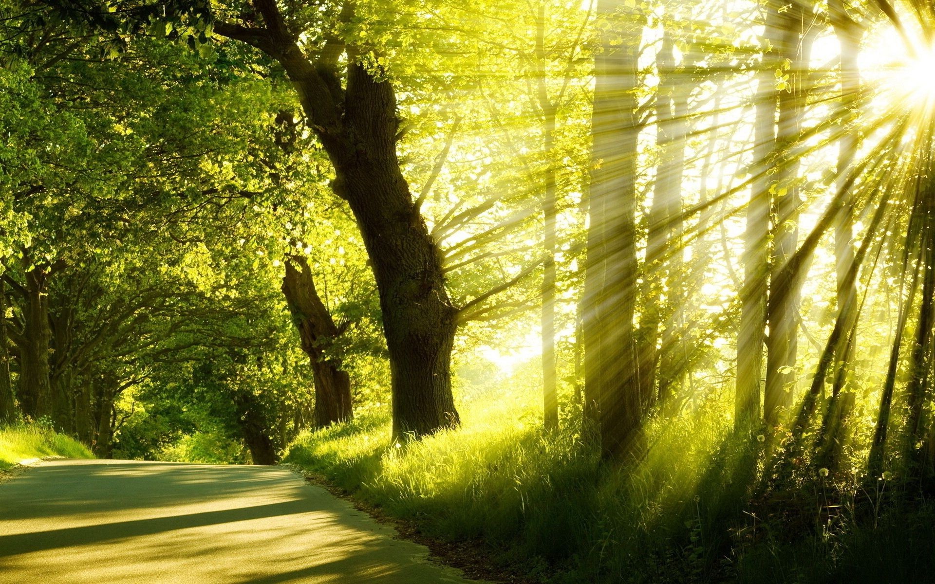 sonnenlicht und strahlen natur holz holz landschaft park blatt gutes wetter sonne dämmerung guide im freien herbst gras sunbim sommer saison straße medium hell